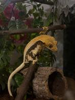 0.1 Tangerine Lilly white wimpergekko vrouw, Dieren en Toebehoren