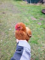Sabelpoot kriel Hennen 2 stuks, Dieren en Toebehoren, Pluimvee