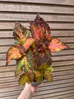 Coleus / siernetel Berry Lime, Huis en Inrichting, Kamerplanten, Ophalen of Verzenden