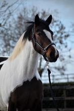 Mooie 5 jarige bonte merrie, Dieren en Toebehoren, Paarden, Merrie, Gechipt, Zadelmak, 3 tot 6 jaar
