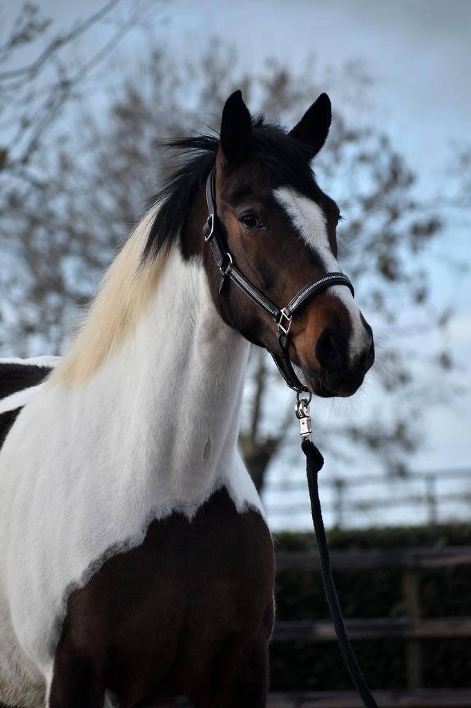 Mooie 5 jarige bonte merrie, Dieren en Toebehoren, Paarden, Merrie, Zadelmak, 160 tot 165 cm, 3 tot 6 jaar, Recreatiepaard, Gechipt