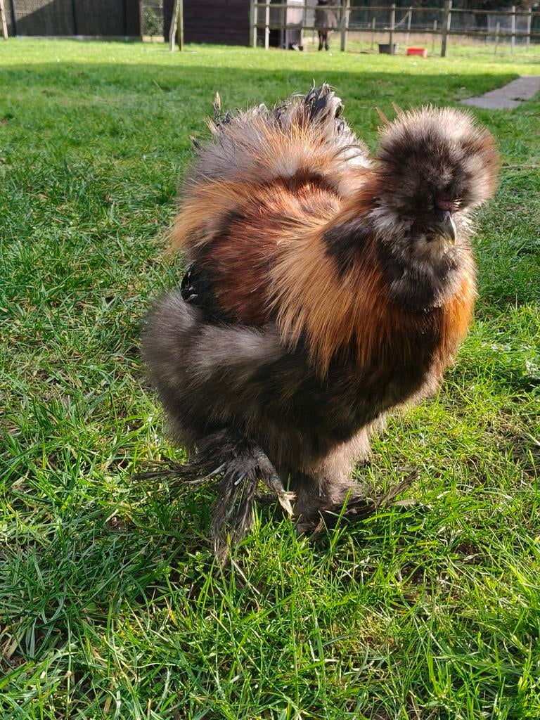 USA zijdehoen haan, Dieren en Toebehoren