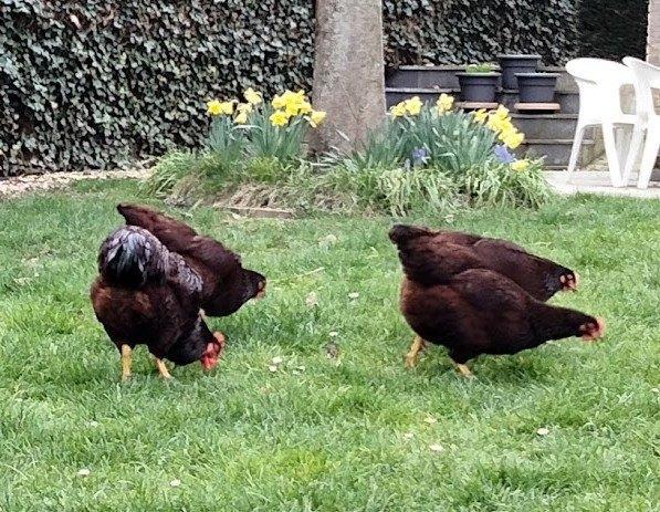 broedeieren Rhode Island Red, Dieren en Toebehoren, Pluimvee, Kip, Vrouwelijk