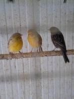 Kanaries mans  goede zangers  15euro stuk