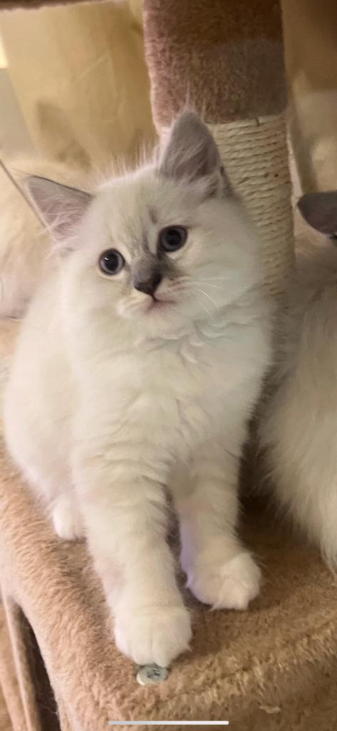 Chaton ragdoll, Animaux & Accessoires, Chats & Chatons | Chats de race | Poil long, Chatte ou Chat, 0 à 2 ans, Avec puce électronique
