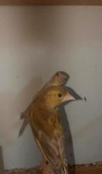 groenvinken, Dieren en Toebehoren