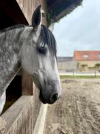 PRE dressuur leermeester, Dieren en Toebehoren, Paarden, Ruin, 165 tot 170 cm, Dressuurpaard, 11 jaar of ouder