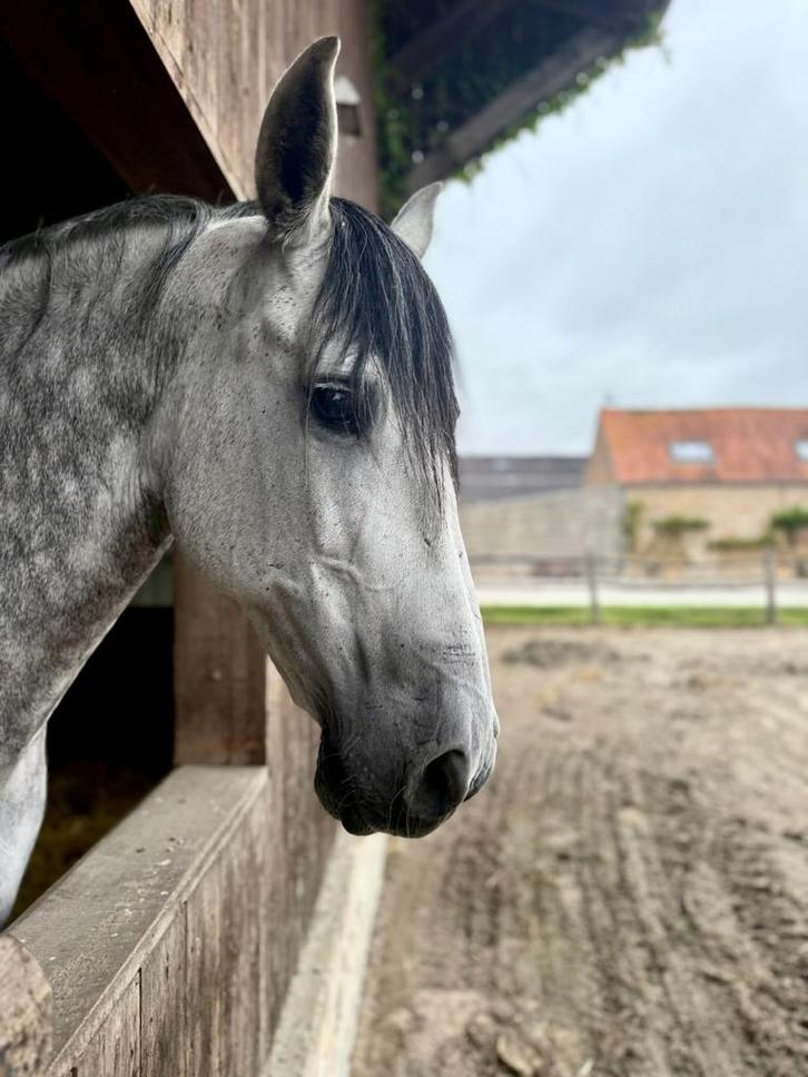 PRE dressuur leermeester, Dieren en Toebehoren, Paarden, Ruin, 165 tot 170 cm, 11 jaar of ouder, Dressuurpaard