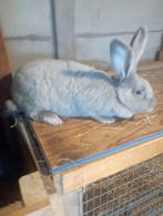 3 konijnen, Dieren en Toebehoren, Konijnen