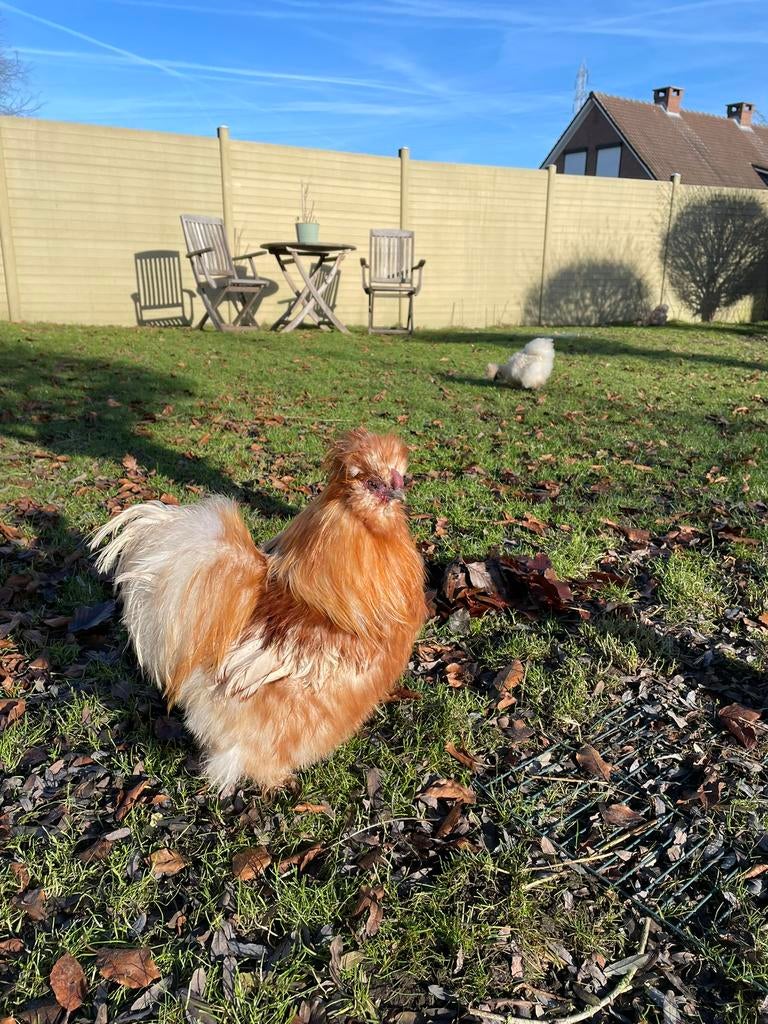 Broedeieren USA zijdehoenders redpyle, Meerdere dieren, Kip