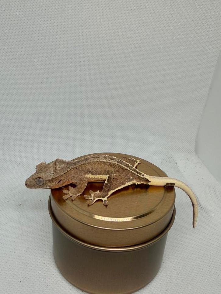 Phantom lilly white, Dieren en Toebehoren, Reptielen en Amfibieën