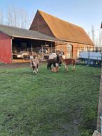 2 alpaca merries + cria´s en 1 hengst, Dieren en Toebehoren
