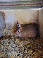 Voedster haaskleur 08/25, Dieren en Toebehoren, Konijnen