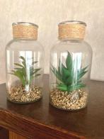 Nep planten in bokaal, Ophalen