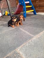 Langharige dwergteckel pups, Belgique, Poils longs, Plusieurs, Nain