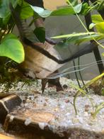 prachtige gezonde maanvissen moet snel weg., Dieren en Toebehoren, Vis, Zoetwatervis, Schoolvis