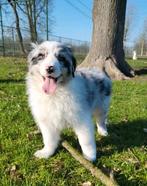 Chiots de berger australiens/Chiots aussi/Bergers australien, Animaux & Accessoires, Plusieurs, Hépatite contagieuse (maladie de Rubarth)