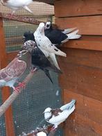 Iranian mooi duiven 15€ stuk, Dieren en Toebehoren, Vogels | Duiven