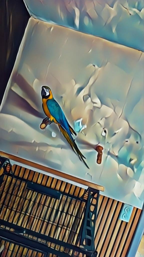 Echange ara arouana + 1000€ contre vehicule, Motos, Motos | Yamaha, Particulier