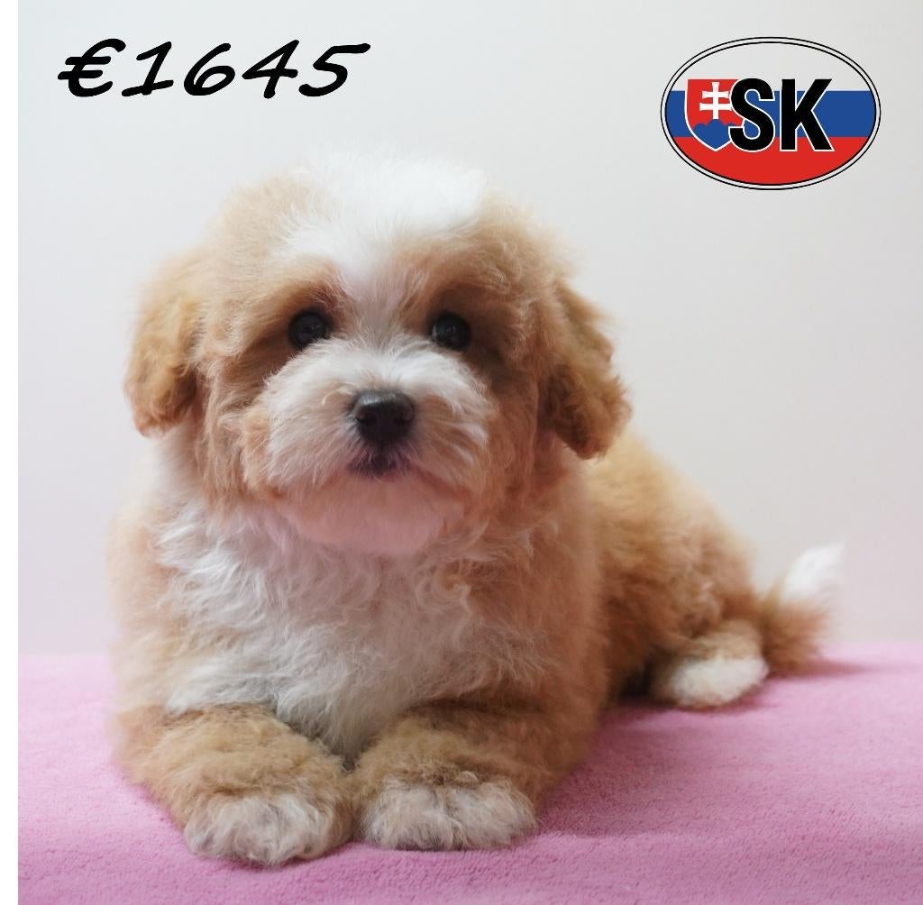 Maltipoo – pups met een lieve en speelse uitstraling te koop, Dieren en Toebehoren, 15 weken tot 1 jaar, Buitenland, Parvo, Meerdere