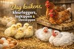 Legkippen legklaar - 0472-51.09.71 - open tot 21u, Dieren en Toebehoren, Kip