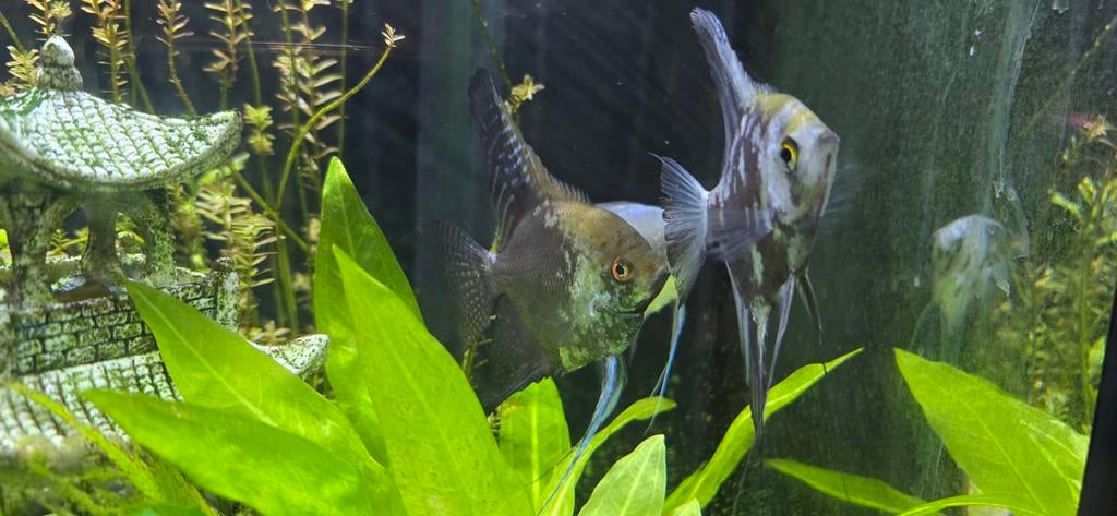 Maanvissen Koppel 35€