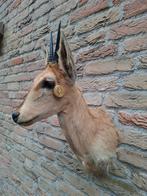 Plongeur en chef monté, médaille d'or, taxidermie, taxidermi, Enlèvement, Animal sauvage, Bois ou Tête