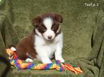Prachtige Chocolat kleurige Border Collie pups, Plusieurs, Hépatite contagieuse (maladie de Rubarth), Belgique, Berger