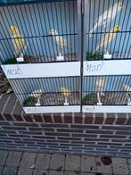 Mooien groote gezonde vogels kanaries, Dieren en Toebehoren, Vogels | Kanaries