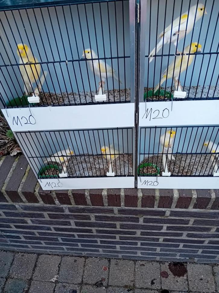 Mooien groote gezonde vogels kanaries, Animaux & Accessoires, Oiseaux | Canaris