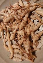 Crosne (Japanse andoorn) - plantgoed, Ophalen