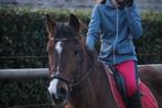 Super lieve D beginnerspony, Dieren en Toebehoren, Pony's, Gechipt, Z, Ruin, Springpony