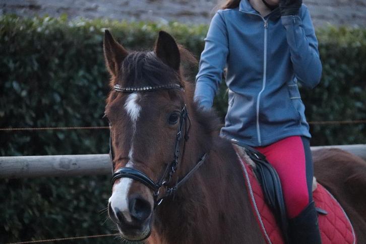 Super lieve D beginnerspony, Animaux & Accessoires, Poneys, Hongre, Z, Poney D (1.37 m à 1.48m), Poney de saut, 11 ans ou plus