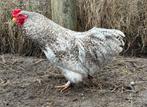 Sierhaantje Araucana/Cochin, Animaux & Accessoires, Mâle, Poule ou poulet