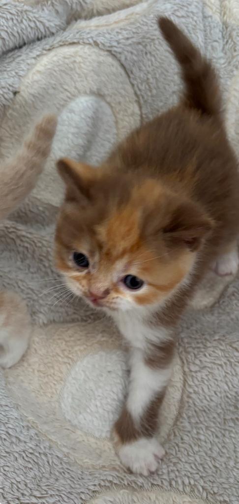 Brits korthaar kittens, Dieren en Toebehoren, Meerdere dieren, Gechipt, 0 tot 2 jaar