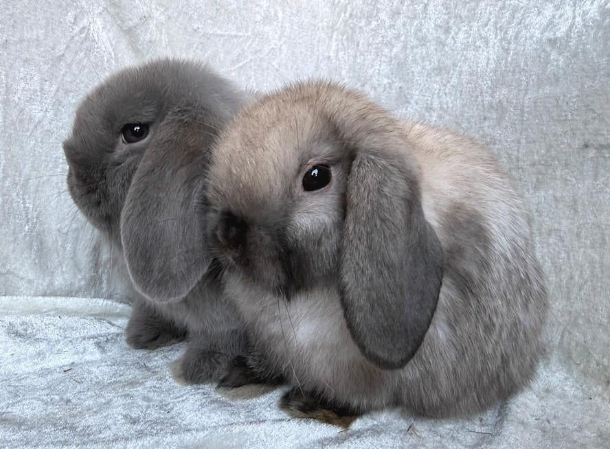 Super mooi en mega lief handtam koppeltje Minilop konijntjes, Plusieurs animaux, Petit, Oreilles tombantes, 0 à 2 ans