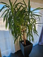 Yucca Elephantipes, Huis en Inrichting, Kamerplanten, Ophalen, Yucca