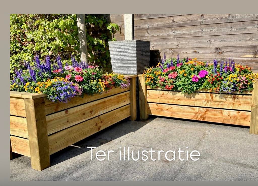 belles fleurs de pin, plantes, boîtes à herbes, Jardin & Terrasse, Neuf, 30 à 60 cm, Enlèvement, Intérieur