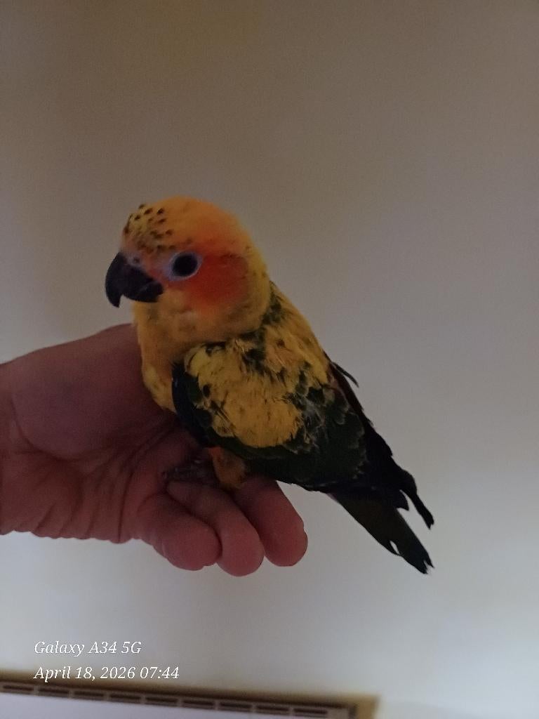 bijna zelfstandige handtamme zonparkieten, Parkiet, Geringd