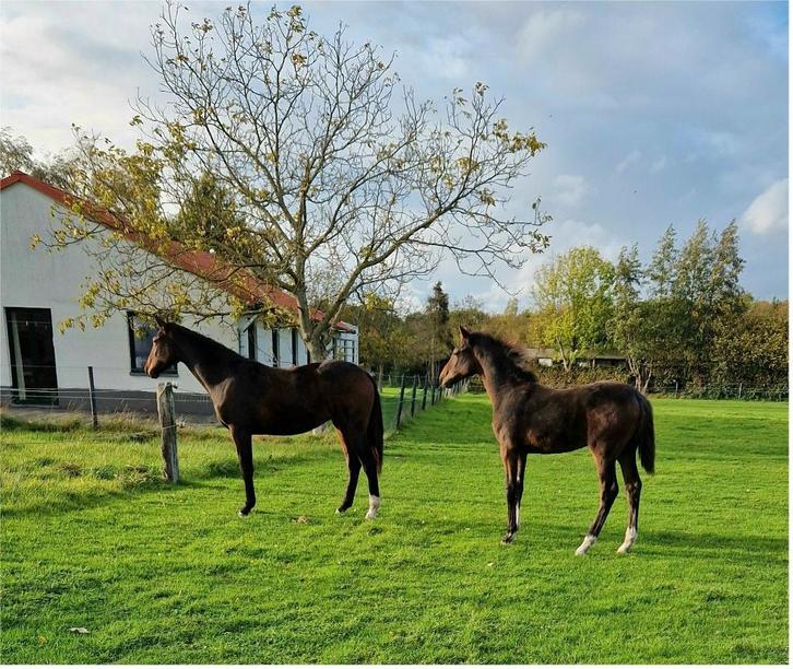 2 jarige merrie en jaarling hengst van Pifte vh houtemhof, Dieren en Toebehoren, Paarden, Meerdere dieren, 0 tot 2 jaar, Met stamboom