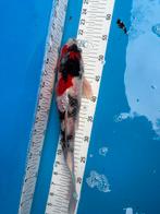 30 cm koi, Dieren en Toebehoren, Karper of Koi