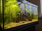aquarium juwel  60 liter  met kastje en Betta, Dieren en Toebehoren, Ophalen, Gebruikt