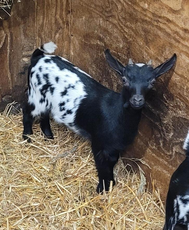 Mooie dwerggeitjes, Dieren en Toebehoren, Schapen, Geiten en Varkens