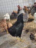 Araucana kippen jonge hennen, Dieren en Toebehoren, Pluimvee, Vrouwelijk, Kip