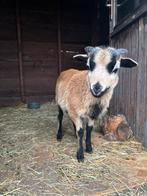 schaap - moutons, Dieren en Toebehoren, Schaap