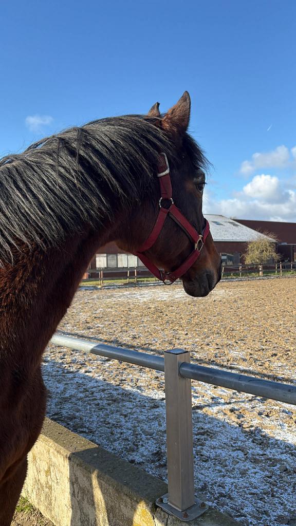 Brave 18 jarige ruin, Dieren en Toebehoren, Paarden, Ruin, M, 160 tot 165 cm, 11 jaar of ouder, Recreatiepaard