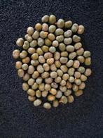 Trachycarpus palmboomzaden – kweek je eigen palmen, Tuin en Terras, Planten | Bomen, Volle zon, Verzenden, Lente, Minder dan 100 cm