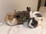Lapins nains à vendre, Animaux & Accessoires, Plusieurs animaux, Nain, 0 à 2 ans