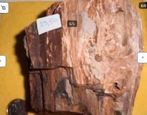 PRACHTIGE RUWE BROK VERSTEEND HOUT, Verzamelen, Mineralen en Fossielen, Ophalen of Verzenden