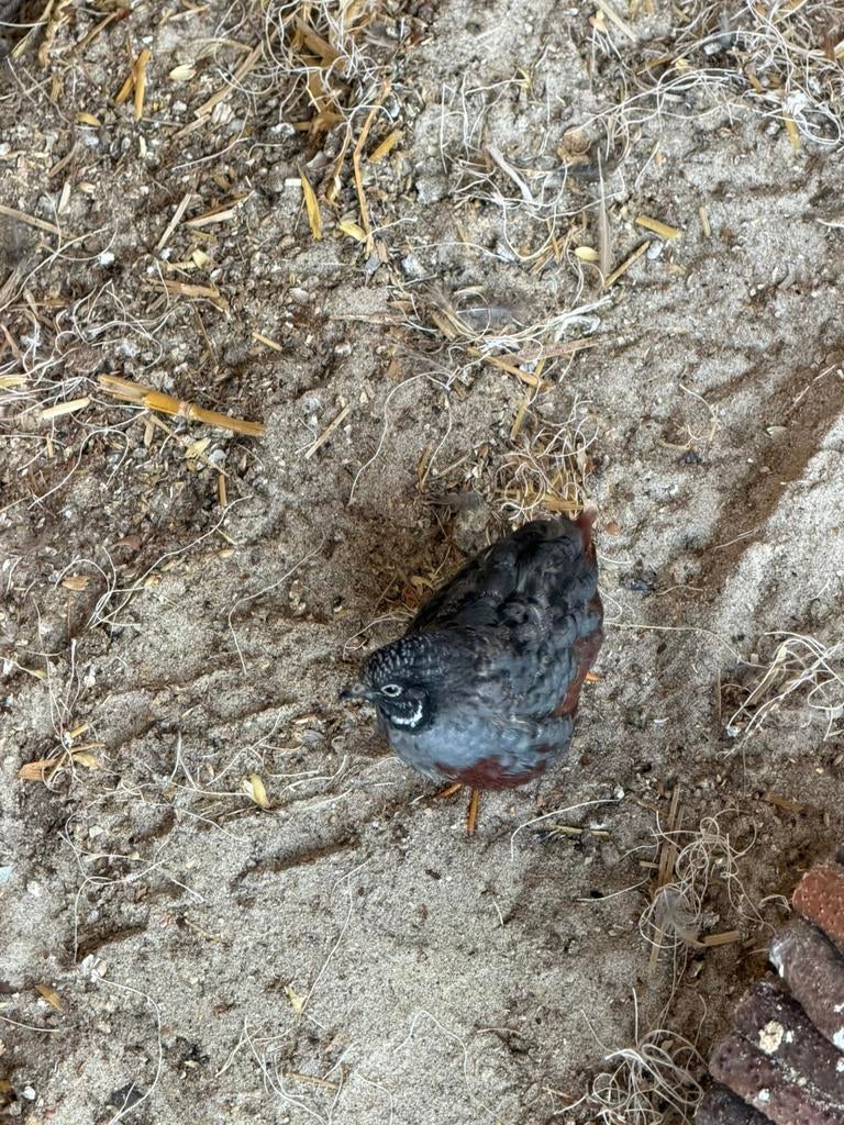 Chinese dwergkwartel haantje, Dieren en Toebehoren, Vogels | Overige Vogels, Mannelijk